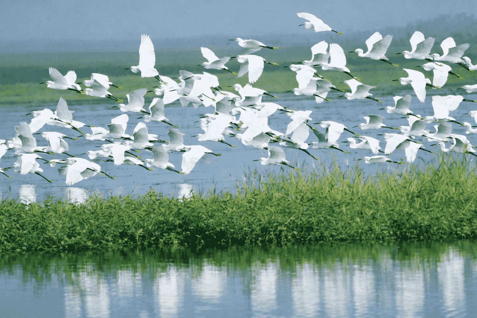 Hunan South Dongting Lake Wetland Ecological Restoration and Sustainable Development Project